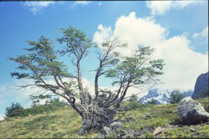 0434 PAINE - cestou k refugiu Cuernos.jpg